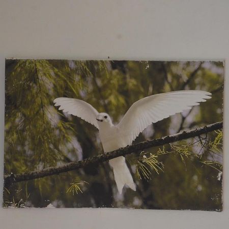 Butterfly Villas Grand Anse  Esterno foto
